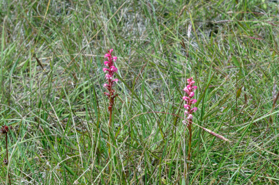 Waarom ik deze foto van deze zeldzame soort zo bijzonder vind is het feit dat het op het eerste gezicht duidelijk een orchidee is, maar het eigenlijk ook wel een bremraap had kunnen zijn.