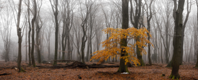 <i class='fa fa-user'></i>&nbsp;Mark van Veldhuizen&nbsp;|  Mistig beukenbos&nbsp; <i class='fa fa-eye'>&nbsp;157</i> &nbsp;<i class='fa fa-thumbs-up'>&nbsp;6</i> &nbsp; <i class='fa fa-comment-o'>&nbsp;9</i>