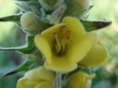 Mooi geel bloemetje die je pas ondekt als je languit op de grond ligt foto's te maken. Ik heb hem scherpgesteld op de binnekant waardoor er diepte ontstaat.