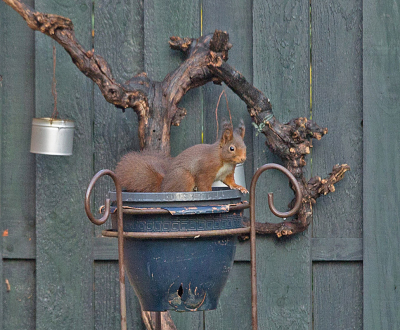 Sinds enige tijd zijn er bij ons in de straat twee eekhoorntjes actief. Gewoon in de woonwijk. Er staat ook een walnotenboom. Hier probeerde het eekhoorntje bij een pindanetje voor de vogeltjes te komen. Dat lukte niet. Te ver weg.