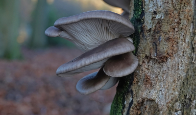 Vanwege het mooie weer even op de fiets weggeweest. In het bos zag ik door de nattigheid van de afgelopen tijd nu gelukkig wat paddenstoelen. Deze verse trokken mijn aandacht.