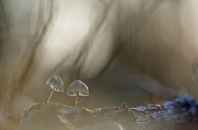 <i class='fa fa-user'></i>&nbsp;Sam Dijkstra&nbsp;|  Mycena sp.&nbsp; <i class='fa fa-eye'>&nbsp;112</i> &nbsp;<i class='fa fa-thumbs-up'>&nbsp;9</i> &nbsp; <i class='fa fa-comment-o'>&nbsp;6</i>