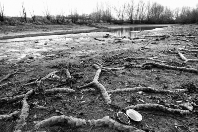 Al enige maanden ga ik geregeld naar de rivier. Om te kijken hoe droog alles is. Vorig jaar tijdens een excursie kon je hier echt niet lopen. 
De wortels van de planten liggen nu bloot. Een wat surrealistische aanblik vind ik.
Grote mossels zijn ook te zien.