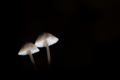 De paddenstoeltjes stonden op een boomstronk. De foto's is gemaakt door hier goed onder te kruipen en sterk onder te belichten. daarbij heb ik een zaklamp gebruik om de paddenstoelen te verlichten.