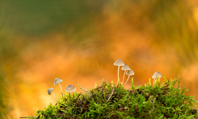 <i class='fa fa-user'></i>&nbsp;Reinier van den Born&nbsp;|  Mycena sp.&nbsp; <i class='fa fa-eye'>&nbsp;125</i> &nbsp; <i class='fa fa-comment-o'>&nbsp;4</i>