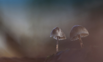 <i class='fa fa-user'></i>&nbsp;Sam Dijkstra&nbsp;|  Mycena sp.&nbsp; <i class='fa fa-eye'>&nbsp;77</i> &nbsp;<i class='fa fa-thumbs-up'>&nbsp;2</i> &nbsp; <i class='fa fa-comment-o'>&nbsp;1</i>