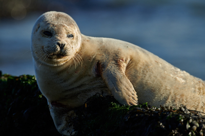<i class='fa fa-user'></i>&nbsp;peter wijn&nbsp;|  Gewone Zeehond&nbsp; <i class='fa fa-eye'>&nbsp;93</i> &nbsp; <i class='fa fa-comment-o'>&nbsp;5</i>