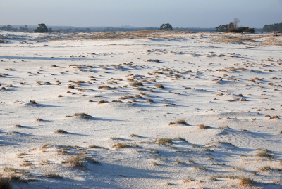 Het was weer even wennen. Het was -2. En een gure wind.
De mist was helaas uitgebleven. Het ijshaar wel weer aangetroffen. Nu ideale omstandigheden daarvoor.