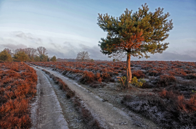 Toen de zon doorkwam verscheen er een rode goed over het landschap. 
Op sommige plaatsen was lichte rijp te zien op de verdorde heide.