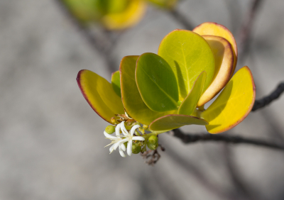 <i class='fa fa-user'></i>&nbsp;Tom van der Most&nbsp;|  Erithalis fruticosa&nbsp; <i class='fa fa-eye'>&nbsp;97</i> &nbsp; <i class='fa fa-comment-o'>&nbsp;9</i>