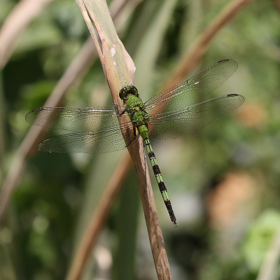 <i class='fa fa-user'></i>&nbsp;Henk Baptist&nbsp;|  Erythemis vesiculosa&nbsp; <i class='fa fa-eye'>&nbsp;92</i> &nbsp;<i class='fa fa-thumbs-up'>&nbsp;3</i> &nbsp; <i class='fa fa-comment-o'>&nbsp;3</i>