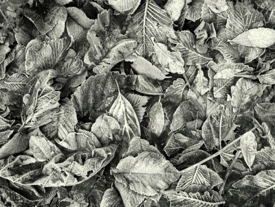 <i class='fa fa-user'></i>&nbsp;B.M.Schouten-Ruis&nbsp;|  Blaadjes van de herfst met dikke rijp&nbsp; <i class='fa fa-eye'>&nbsp;170</i> &nbsp;<i class='fa fa-thumbs-up'>&nbsp;8</i> &nbsp; <i class='fa fa-comment-o'>&nbsp;11</i>