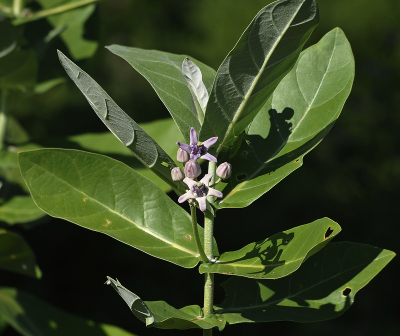 <i class='fa fa-user'></i>&nbsp;Gerard Visser&nbsp;|  Calotropis gigantea&nbsp; <i class='fa fa-eye'>&nbsp;64</i> &nbsp; <i class='fa fa-comment-o'>&nbsp;3</i>