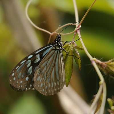 <i class='fa fa-user'></i> Gerard Visser | Tirumala limniace  <i class='fa fa-eye'> 46</i>   <i class='fa fa-comment-o'> 4</i>