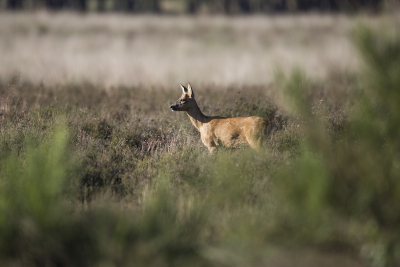 Een foto gemaakt op de heide bij Hilversum aan het begin van de ochtend
