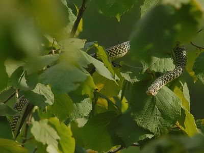 Hierbij een foto van de Couleuvre Verte et Jaune waarop een groter deel van het lijf van de slang zichtbaar is.

Nikon D200, Tamron 200-500 mm F6.3,  1/400 sec. ISO 400, F9, 500 mm, 100% crop