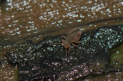 <i class='fa fa-user'></i>&nbsp;Bert Veerman&nbsp;|  Dicyrtomina ornata&nbsp; <i class='fa fa-eye'>&nbsp;113</i> &nbsp; <i class='fa fa-comment-o'>&nbsp;3</i>