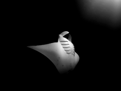 <i class='fa fa-user'></i>&nbsp;Vincent Rijnbende&nbsp;|  Reuzenmanta&nbsp; <i class='fa fa-eye'>&nbsp;186</i> &nbsp;<i class='fa fa-thumbs-up'>&nbsp;11</i> &nbsp; <i class='fa fa-comment-o'>&nbsp;8</i>