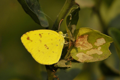 <i class='fa fa-user'></i>&nbsp;Gerard Visser&nbsp;|  Eurema andersonii&nbsp; <i class='fa fa-eye'>&nbsp;85</i> &nbsp; <i class='fa fa-comment-o'>&nbsp;5</i>