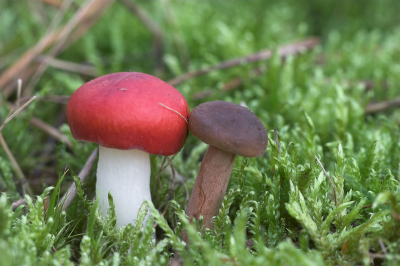 <i class='fa fa-user'></i> luc hoogenstein | Braakrussula, Levermelkzwam  <i class='fa fa-eye'> 223</i>   <i class='fa fa-comment-o'> 5</i>