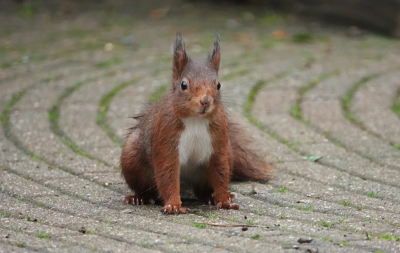 Iedereen heel veel fotoplezier toegewenst in 2019!
Zojuist bij de buurvrouw de beste wensen overgebracht. Ook de eekhoorn kwam de beste wensen brengen. Ik kon deze keer op mijn hurken voor de eekhoorn gaan zitten! Een pootje geven was er nog net niet bij...