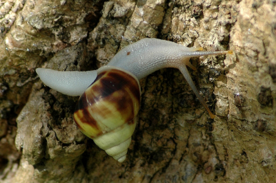 <i class='fa fa-user'></i>&nbsp;Gerard Visser&nbsp;|  Amphidromus perversus&nbsp; <i class='fa fa-eye'>&nbsp;87</i> &nbsp; <i class='fa fa-comment-o'>&nbsp;3</i>