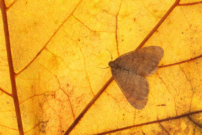<i class='fa fa-user'></i>&nbsp;Ad Sprang&nbsp;|  Kleine Wintervlinder&nbsp; <i class='fa fa-eye'>&nbsp;98</i> &nbsp;<i class='fa fa-thumbs-up'>&nbsp;2</i> &nbsp; <i class='fa fa-comment-o'>&nbsp;11</i>