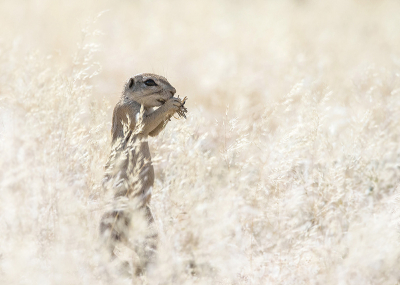 In het gehuchtje Solitaire in Namibi staat een beroemde bakkerij. Iedereen die hier langs rijdt stopt even voor een broodje met koffie. In plaats van op het terras te gaan zitten werd mijn aandacht getrokken door deze Kaapse Grondeekhoorn, die rondliep in hoog, dor gras. Omdat hij precies tegen het licht in zat moest ik redelijk overbelichten, wat een mooi effect gaf op het omringende gras.