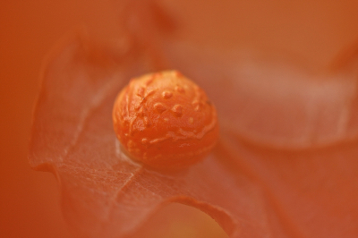 <i class='fa fa-user'></i>&nbsp;Cor&nbsp;|  Eikenstuitergalwesp&nbsp; <i class='fa fa-eye'>&nbsp;99</i> &nbsp; <i class='fa fa-comment-o'>&nbsp;2</i>