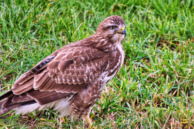 Zwaar bewolkte dag. De Buizerd zat ongeveer 5meter van de weg. Kon met de auto er langzaam heen rollen. Raam vooraf reeds geopent. Uit de hand geschoten vanuit de auto
Sony RX 10 M4 op 600mm, F4,  Iso 250,1/125 sec.