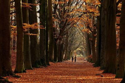 <i class='fa fa-user'></i>&nbsp;Nel R&nbsp;|  Herfstkleuren&nbsp; <i class='fa fa-eye'>&nbsp;80</i> &nbsp;<i class='fa fa-thumbs-up'>&nbsp;1</i> &nbsp; <i class='fa fa-comment-o'>&nbsp;9</i>