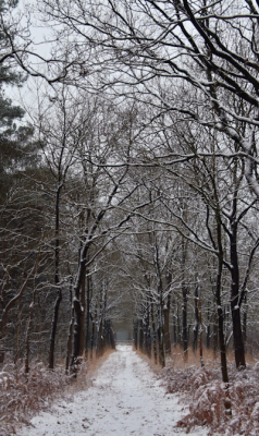 <i class='fa fa-user'></i>&nbsp;Abap&nbsp;|  Eerste (en tot nog toe enige) sneeuw afgelopen december&nbsp; <i class='fa fa-eye'>&nbsp;67</i> &nbsp; <i class='fa fa-comment-o'>&nbsp;9</i>