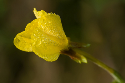 <i class='fa fa-user'></i>&nbsp;Nico_Leenheer&nbsp;|  Grote Teunisbloem&nbsp; <i class='fa fa-eye'>&nbsp;69</i> &nbsp; <i class='fa fa-comment-o'>&nbsp;3</i>