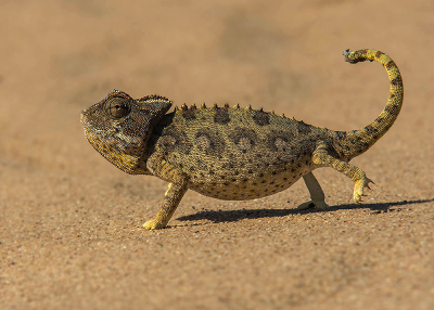 Tijdens onze rondreis door Namibie hebben we nabij Walvisbaai een "kleine beestjes desert tour". In deze excursie van enkele uren vonden we verschillende slangen, hagedissen en deze Namaqua Kameleon. Prachtig draakje!