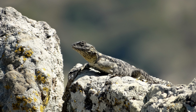 In de rotsachtige gebieden op Lesbos zie je deze grote reptielen vaak liggen te zonnen op de rotsen. Uit de hand genomen.