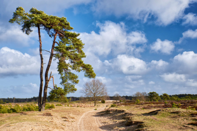 Op een van de weinig heldere dagen van dit jaar gewandeld in het Drents Friese Wold. Een deel van dit nationale park wordt gevormd door de Kale Duinen (of Aekingerzand), een mooi stuifzand gebied.