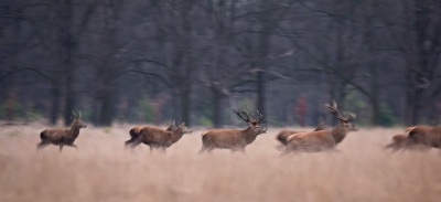 Vanaf de andere kant van de weg kwam een rij edelherten aangesneld.
Ze stoven het veld op.