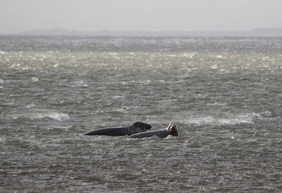 <i class='fa fa-user'></i>&nbsp;Guido&nbsp;|  Grijze Zeehond&nbsp; <i class='fa fa-eye'>&nbsp;156</i> &nbsp; <i class='fa fa-comment-o'>&nbsp;3</i>