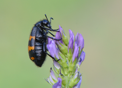 <i class='fa fa-user'></i>&nbsp;koekieman&nbsp;|  Mylabris variabilis&nbsp; <i class='fa fa-eye'>&nbsp;103</i> &nbsp;<i class='fa fa-thumbs-up'>&nbsp;6</i> &nbsp; <i class='fa fa-comment-o'>&nbsp;4</i>