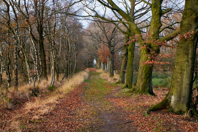 Het Ketliker Skar is een natuurgebied van het Fryske Gea.
In het Ketliker Skar wisselen dichte productiebossen van sparren en hakhout elkaar af met statige eiken- en beukenlanen. Deze lanen zijn zeer herkenbaar voor dit natuurgebied.