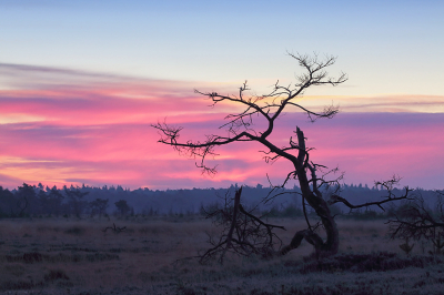<i class='fa fa-user'></i>&nbsp;Pieter  LJ&nbsp;|  Roze zonsopkomst&nbsp; <i class='fa fa-eye'>&nbsp;92</i> &nbsp; <i class='fa fa-comment-o'>&nbsp;5</i>