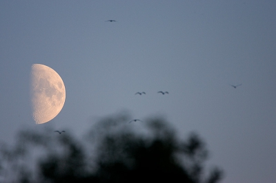 <i class='fa fa-user'></i>&nbsp;Peter van der Wijst&nbsp;| Maan&nbsp; <i class='fa fa-eye'>&nbsp;126</i> &nbsp; <i class='fa fa-comment-o'>&nbsp;0</i>