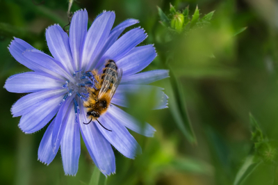 In de natuurtuin nabij de Ginkelse hei vliegen aanmerkelijk minder zwevers en bijen rond dan een aantal jaren geleden.
Vorig jaar deze Pluimvoetbij op Wilde cichorei kunnen fotograferen.