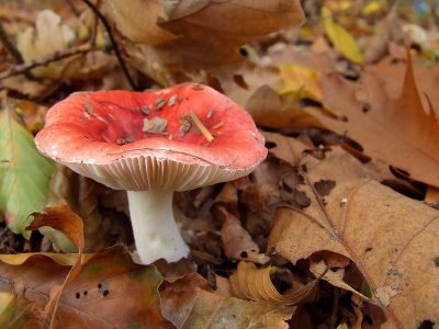 <i class='fa fa-user'></i> Monique | Braakrussula  <i class='fa fa-eye'> 170</i>  <i class='fa fa-thumbs-up'> 1</i>   <i class='fa fa-comment-o'> 4</i>