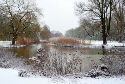 <i class='fa fa-user'></i>&nbsp;B.M.Schouten-Ruis&nbsp;|  Schollebos met sneeuw&nbsp; <i class='fa fa-eye'>&nbsp;110</i> &nbsp;<i class='fa fa-thumbs-up'>&nbsp;4</i> &nbsp; <i class='fa fa-comment-o'>&nbsp;9</i>
