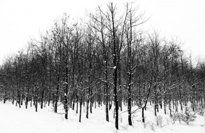 Een klein hoekje aan de rand van het bos viel me vandaag op. Op een plek waar ik vaak kom. Misschien ziet het er met sneeuw wel geheel anders uit.