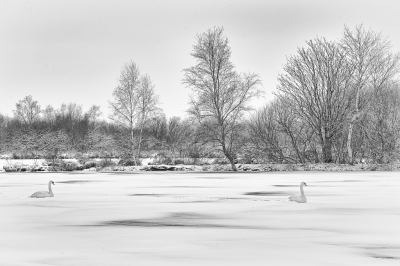 Winterdag in laagveenreservaat de Deelen. Grijs weer, weinig kleur.