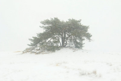 Heerlijk er op uit,tijdens het sneeuwen. Genieten met een hoofdletter.
Best veel foto`s gemaakt, deze was voor mij een mooie plaat om te delen.
Ben benieuwd wat jullie er van vinden.