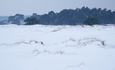 Stapje voor stapje ga je over het zand. Behalve diersporen zie ik geen andere voetstappen. Mooi om je zo in een witte wereld alleen te wanen.