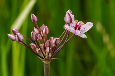 In een plas stonden aardig wat van deze mooie bloemen.
Deze sprong er qua bloeiwijze uit.